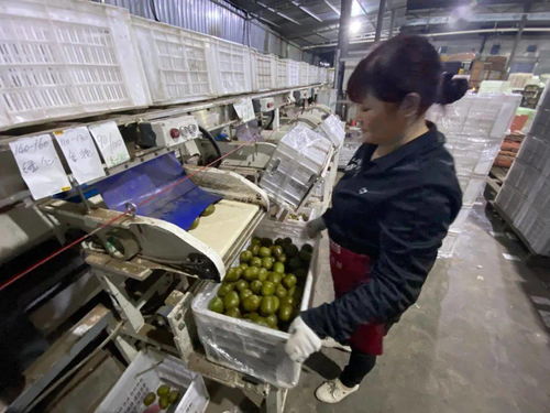 當客服指尖舞動千次咨詢，蒲江獼猴桃乘天貓雙11東風破浪